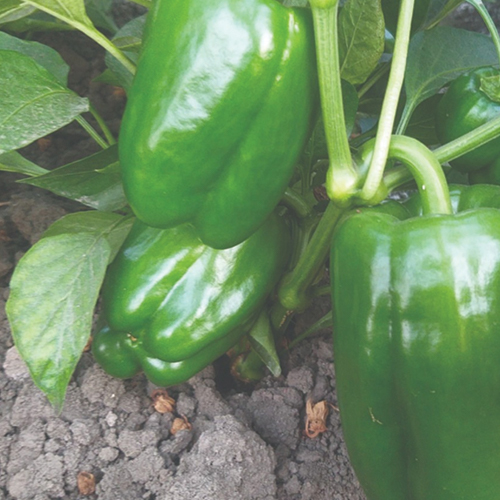 F1 Hybrid Capsicum Green Chip Long Blocky seed variety